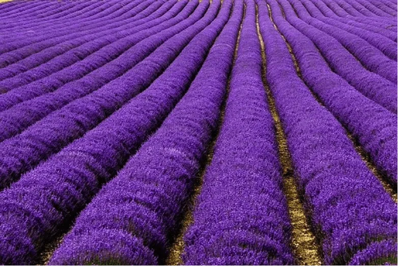Color purpura - Imagui