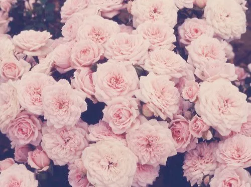 Flores vintage Tumblr - Imagui