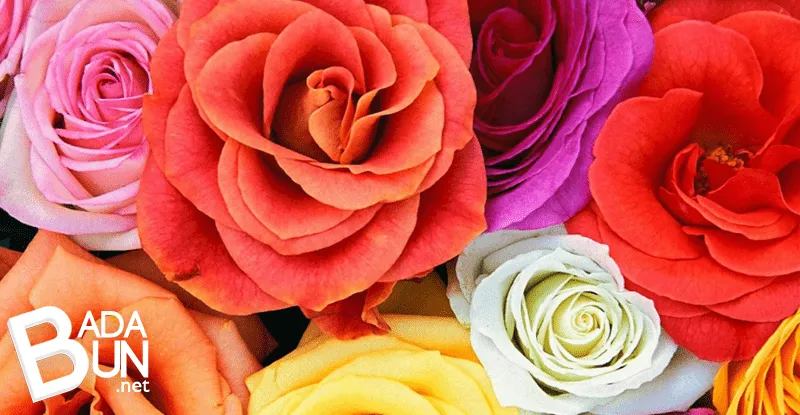 WTF: 8 tipos de Rosas y lo que su color significa | Todo el tiempo ...