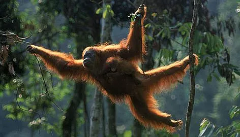 WWF - Orangutans