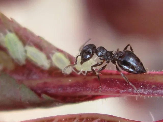 WWW.LAMARABUNTA.ORG - • Ver Tema - ¿Camponotus?
