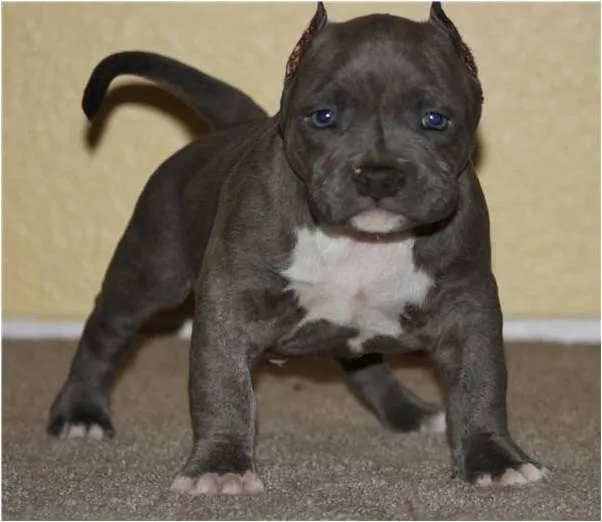 Www.perros blue pit bebé - Imagui