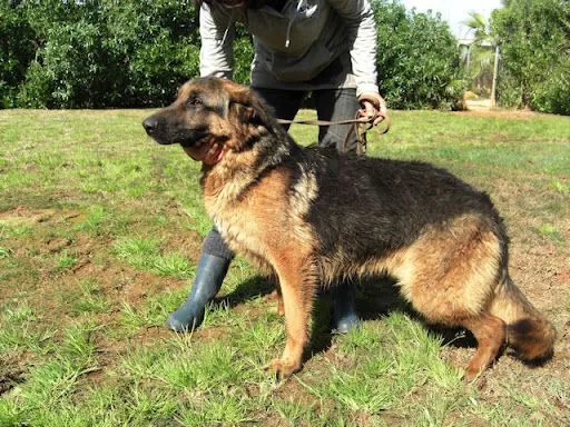 www.todoperro.es • Ver Tema - ODÍN: PASTOR ALEMAN MACHO www.todoperro.es • Ver Tema - ODÍN: PASTOR ALEMAN MACHO