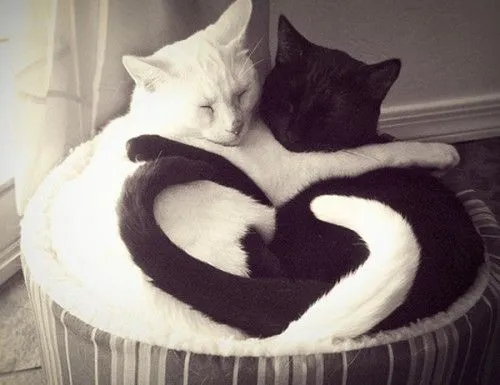 Gatos Abrazados Yin Yang