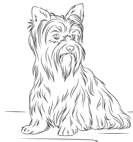 Yorkshire Terrier Coloring page | Free Printable Coloring Pages