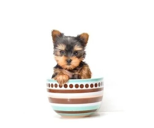 Mi yorkshire terrier será mini o toy? - Blog sobre la raza ...