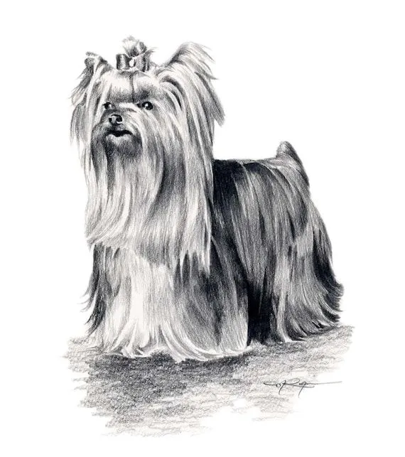 YORKSHIRE TERRIER Dog Pencil Drawing Art Print by k9artgallery