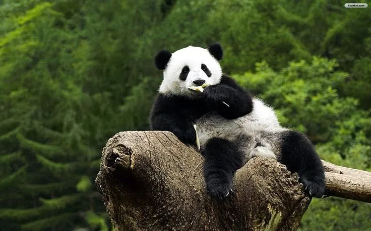 You can download Panda Bear Hd Wallpapers For Laptop here. Panda ...