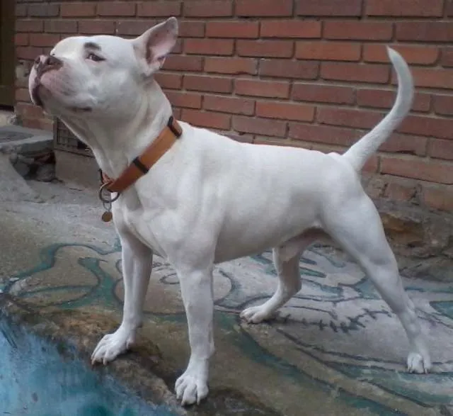 You searched for Busco Novia Para American Pitbull Terrier ...