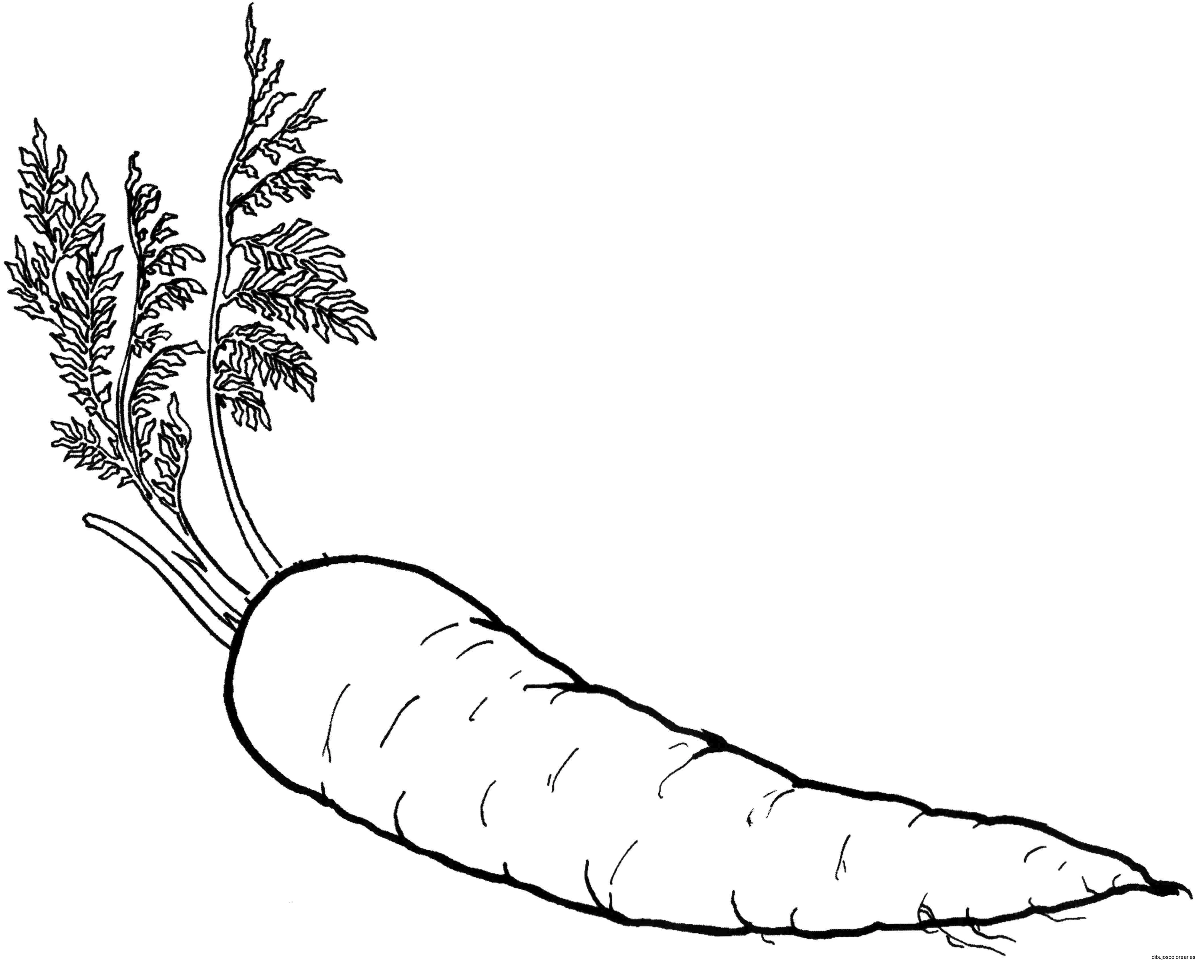 Dibujo de una zanahoria con su tallo | Dibujos para Colorear