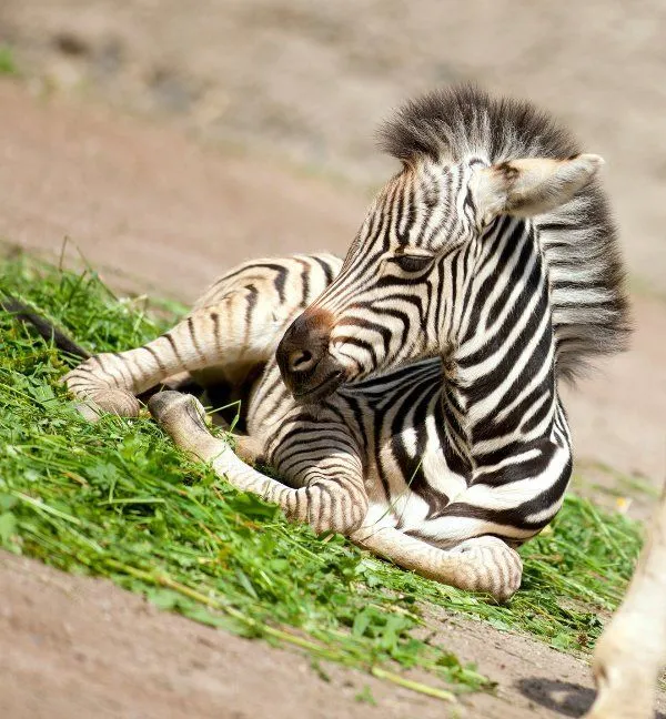 Zebra bebé - Imagui
