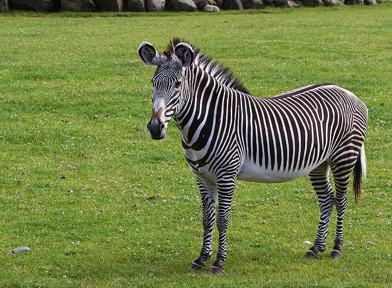 Zebra (Equus zebra, Equus quagga, Equus grevyi) - Animals - A-Z ... Zebra (Equus zebra, Equus quagga, Equus grevyi) - Animals - A-Z ...