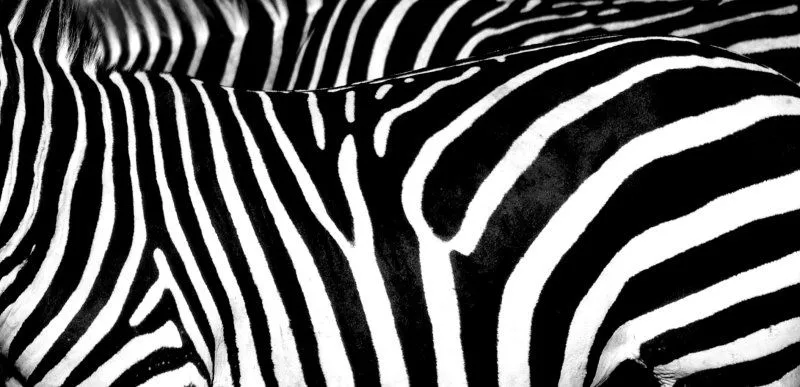 zebra skin (Singida, Tanzania) - Travellerspoint Travel Photography
