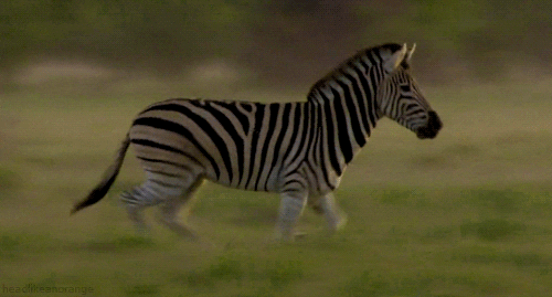 Zebra GIFs - Find & Share on GIPHY