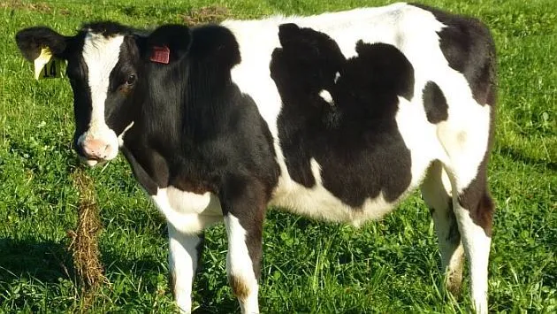 Nueva Zelanda: Vaca clonada produce leche antialérgica | Vida21 ... Nueva Zelanda: Vaca clonada produce leche antialérgica | Vida21 ...