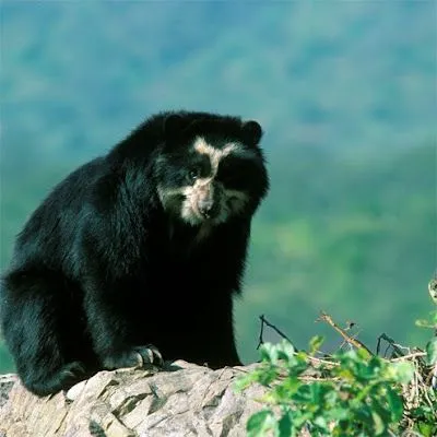 Zoo Wild: El Oso Frontino u Oso de Anteojos