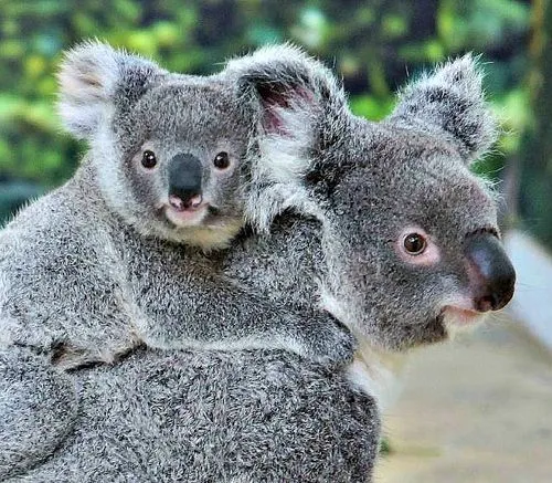 ZooBorns: Koala