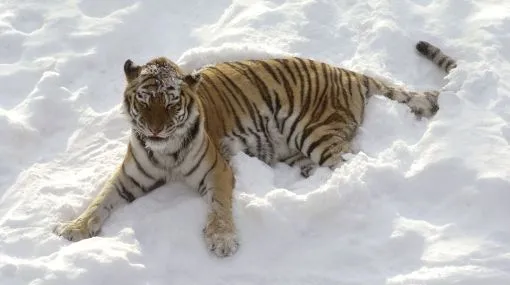 Zoológico de China usa nieve artificial para sus tigres siberianos ...
