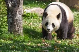 panda gigante zoológico de animales | Descargar Fotos gratis