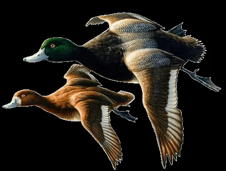 ZOOM DISEÑO Y FOTOGRAFIA: aves,pájaros con fondo transparente, ZOOM DISEÑO Y FOTOGRAFIA: aves,pájaros con fondo transparente,