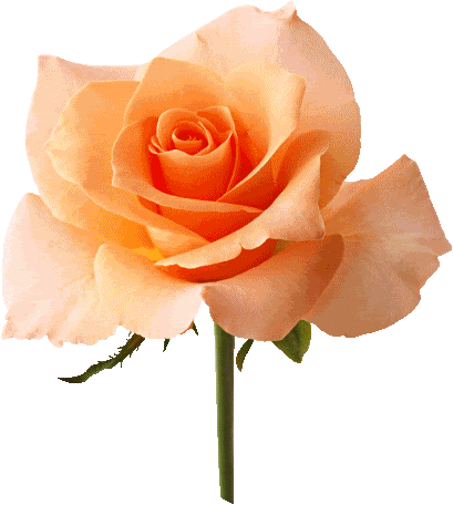 ZOOM DISEÑO Y FOTOGRAFIA: rosas para fotomontajes con fondo ... ZOOM DISEÑO Y FOTOGRAFIA: rosas para fotomontajes con fondo ...