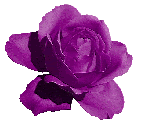 ZOOM DISEÑO Y FOTOGRAFIA: rosas para fotomontajes con fondo ... ZOOM DISEÑO Y FOTOGRAFIA: rosas para fotomontajes con fondo ...