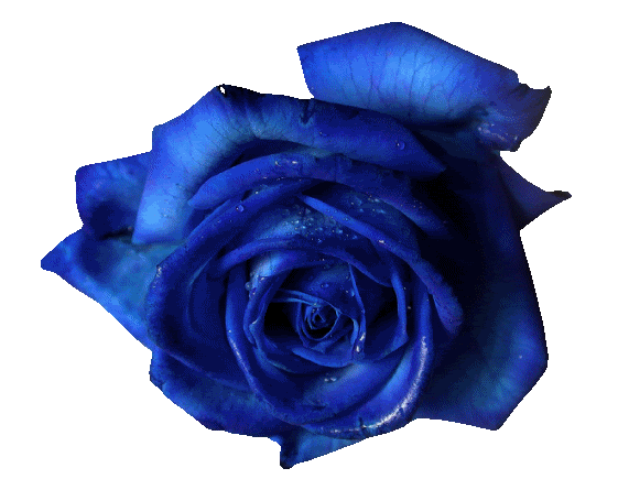 ZOOM DISEÑO Y FOTOGRAFIA: rosas para fotomontajes con fondo ... ZOOM DISEÑO Y FOTOGRAFIA: rosas para fotomontajes con fondo ...