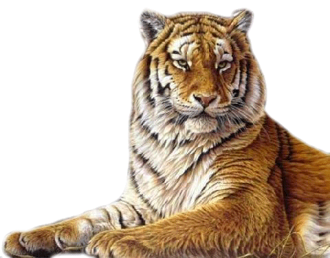 ZOOM DISEÑO Y FOTOGRAFIA: tigres y leones png transparente,clipart