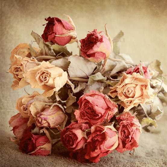 ZOOM FRASES: imagenes de flores vintage
