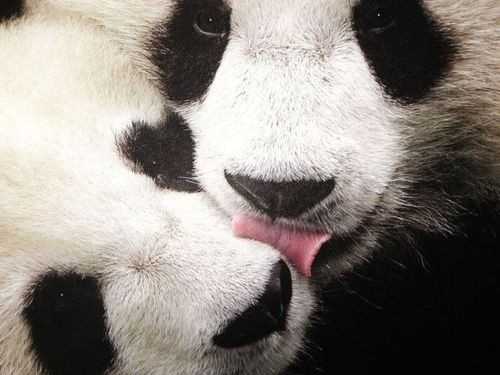 ZOOM FRASES: imagenes de ositos pandas muy simpáticos