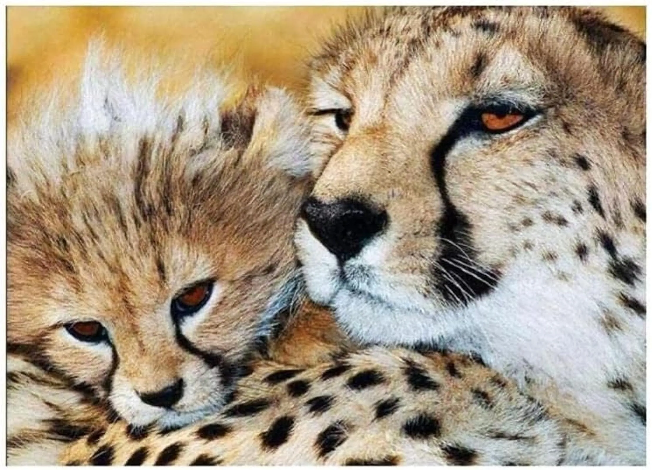ZWJXYR Pintura al Óleo Pintada a Mano para Colorear -Cheetah Leopard Forest  Animal- Pintura Acrílica Pintura Digital Navidad Ocio Entretenimiento  Regalos 40x50cm : Amazon.com.mx: Hogar y Cocina