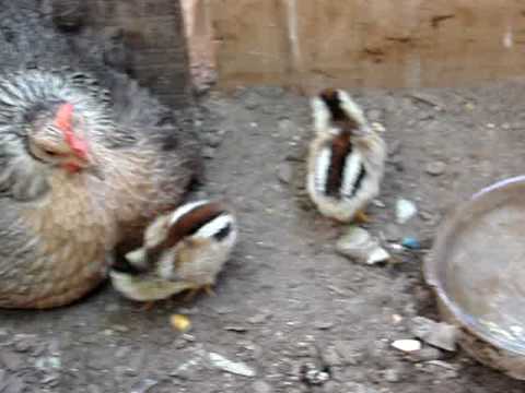 Pollitos Buscan Casa - Chile Stgo. - YouTube Pollitos Buscan Casa - Chile Stgo. - YouTube