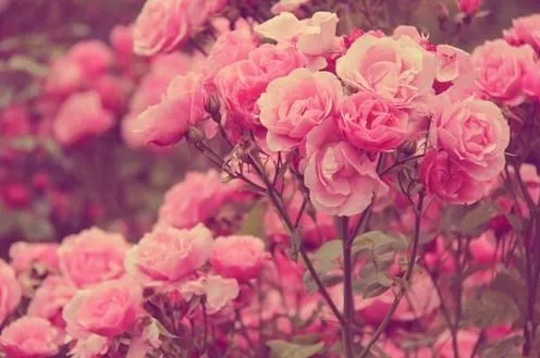 P a m e l a ✿