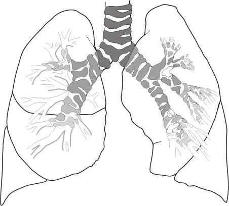 Respiracion pulmonar para colorear - Imagui Respiracion pulmonar para colorear - Imagui