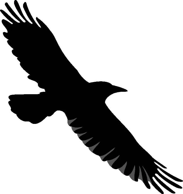 Descarga imágenes de aves clipart de grullas cuervo - Foto ... Descarga imágenes de aves clipart de grullas cuervo - Foto ...