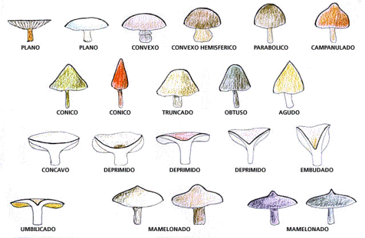 micologia: Morfologia de los Hongos