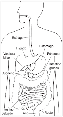 Dibujo aparato digestivo - Imagui