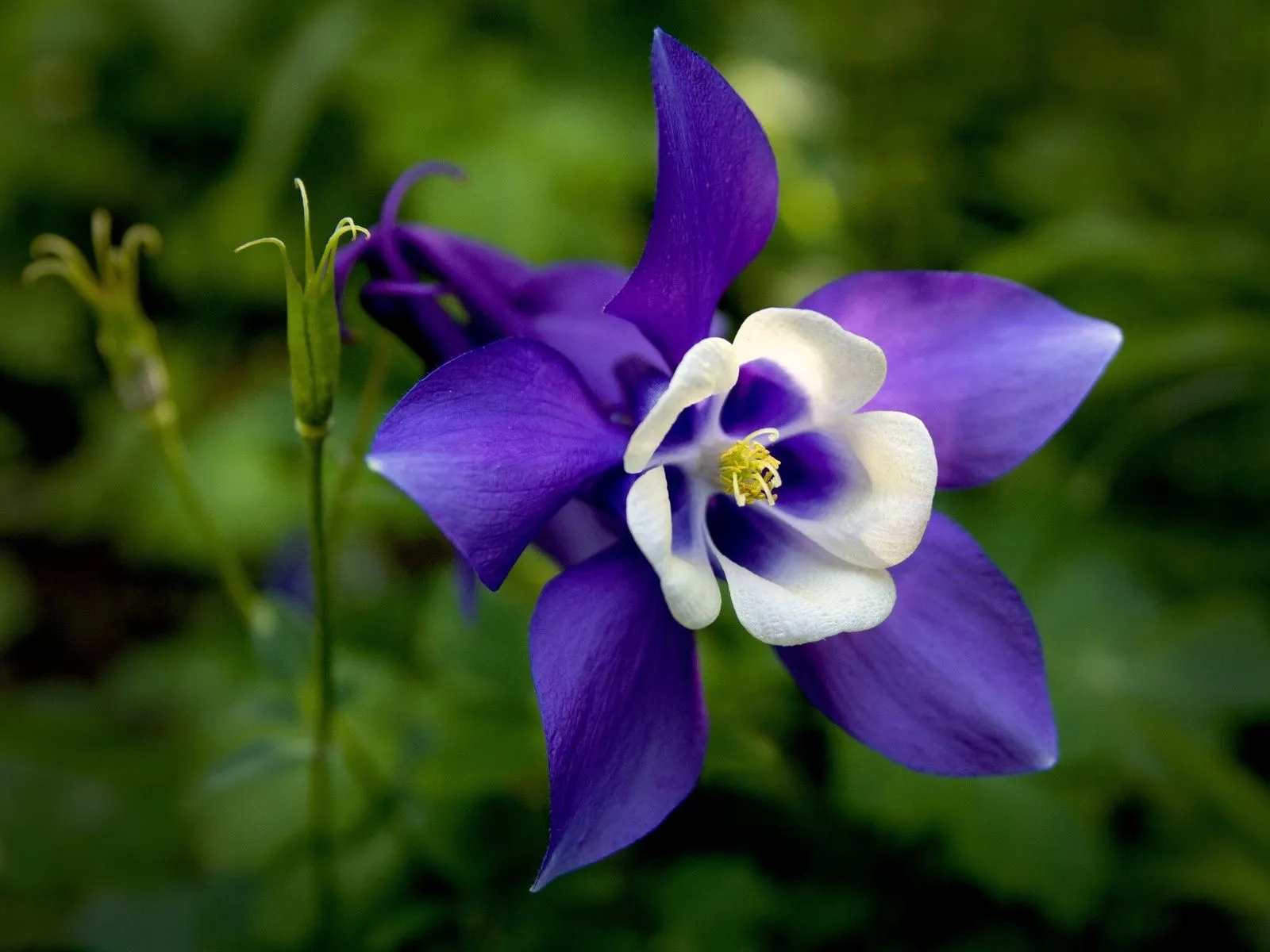 Fotos de hermosa flor color morada ~ Mejores Fotos del Mundo ... Fotos de hermosa flor color morada ~ Mejores Fotos del Mundo ...