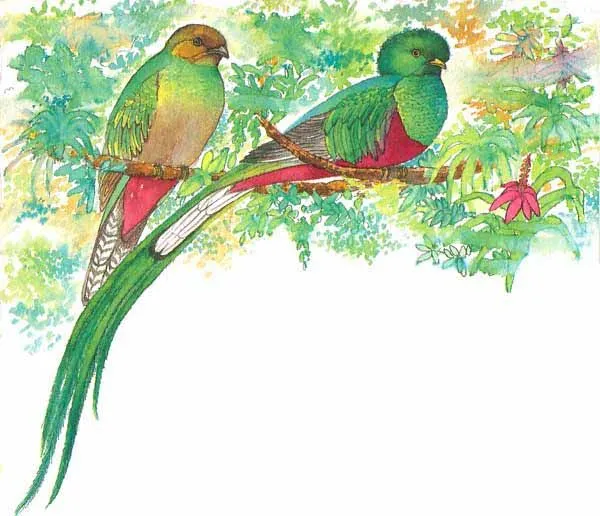 Dibujo del quetzal volando - Imagui
