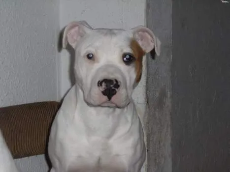 Perros pitbull americano blanco - Imagui