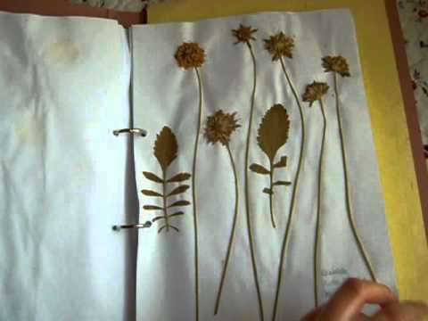 095- Mis herbarios - YouTube