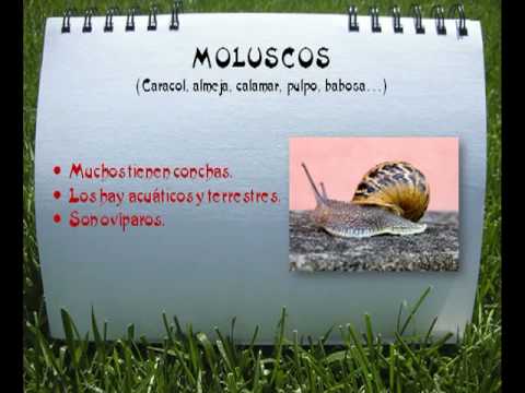 Imagenes de como hacer un album de los animales vertebrados - Imagui