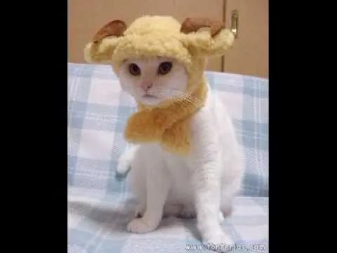 Videos - Picapon Videos: el sitio de Videos de Picapon.