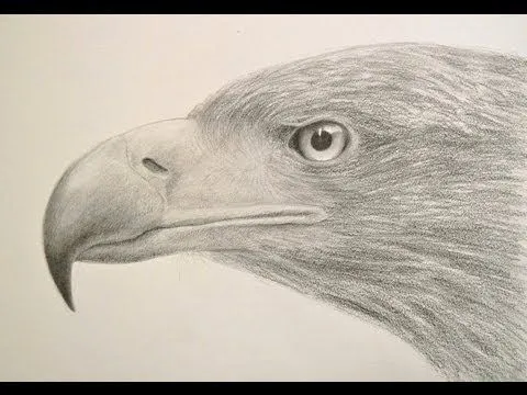Cómo dibujar una cabeza de águila y sus texturas - Arte Divierte ...