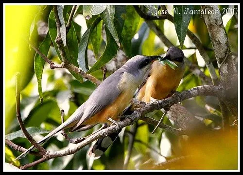 1-Quien dijo que las aves no celebran el dia de San Valentin?Yo ...