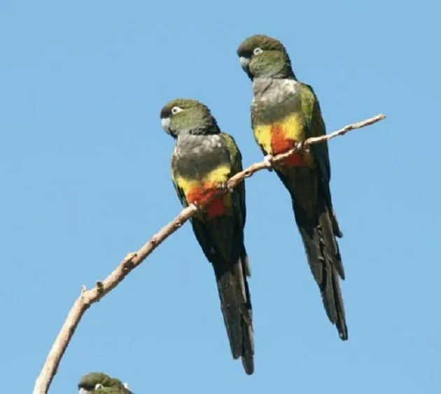 10 de los animales chilenos más amenazados por la extinción ...