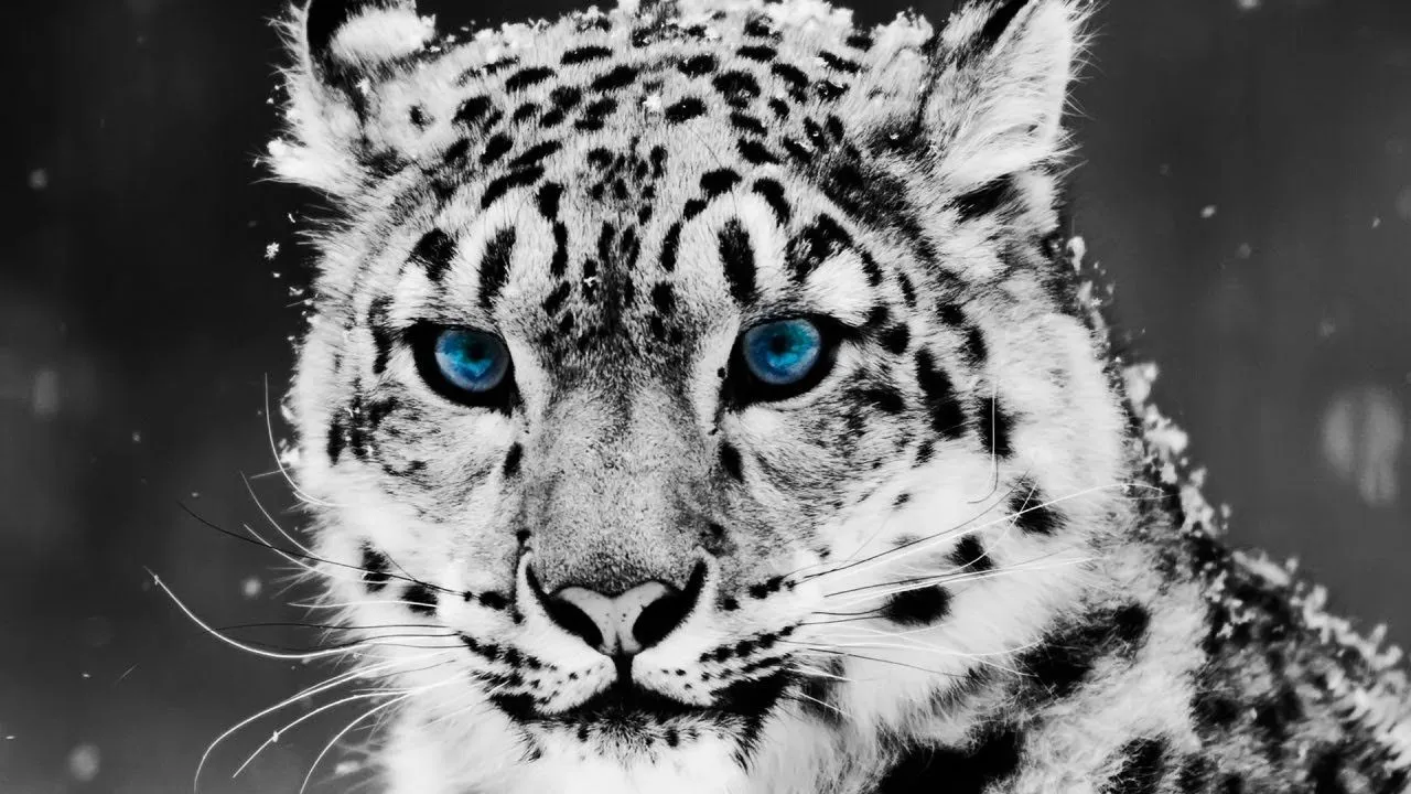 Los 10 Animales más Hermosos del Mundo - YouTube