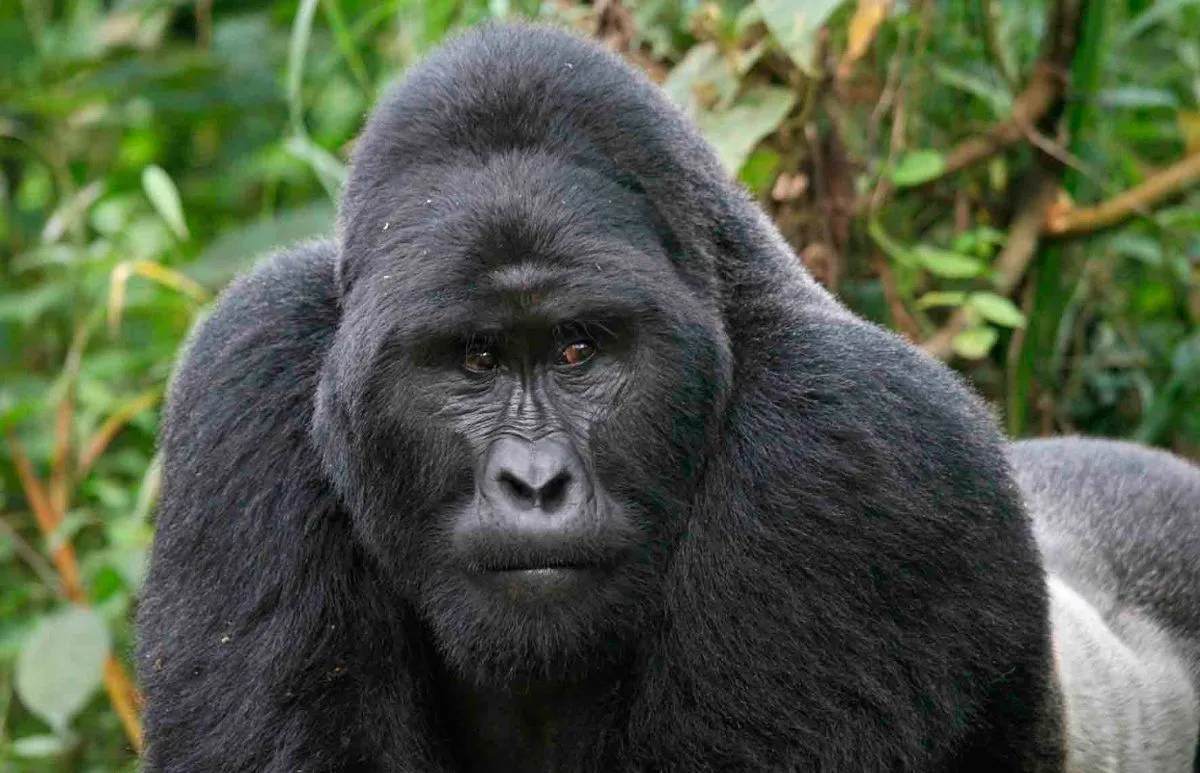 10 animales en peligro de extinción | Fundación Aquae