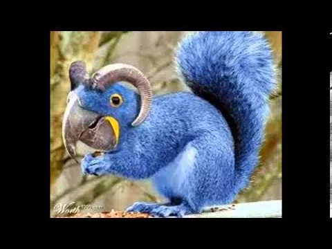 los 10 animales mas raros y feos del mundo - YouTube los 10 animales mas raros y feos del mundo - YouTube