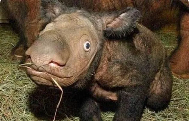 Los 10 animales más raros del mundo y que no creías que existían Los 10 animales más raros del mundo y que no creías que existían